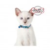 Collier Chat Sardine