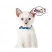 Collier Chat Sardine