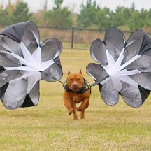 Parachute Resistance Training pour XVEST DOG