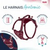 Harnais Anatomy Halti Magenta